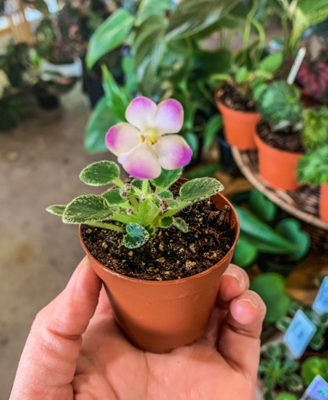 Mini African Violet “Plumbery Glow“