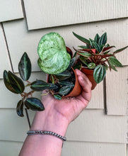 Load image into Gallery viewer, 3 plant Bundle: Peperomia Metallica , Peperomia Gold Dust &amp; Peperomia Rosso 2&quot;
