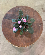 Load image into Gallery viewer, Mini African Violet “Jolly Fun“
