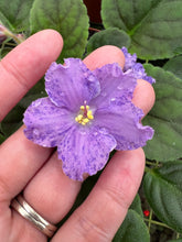 Load image into Gallery viewer, 4&quot;  African Violet &quot;AE Sharlene Fantasy&quot;
