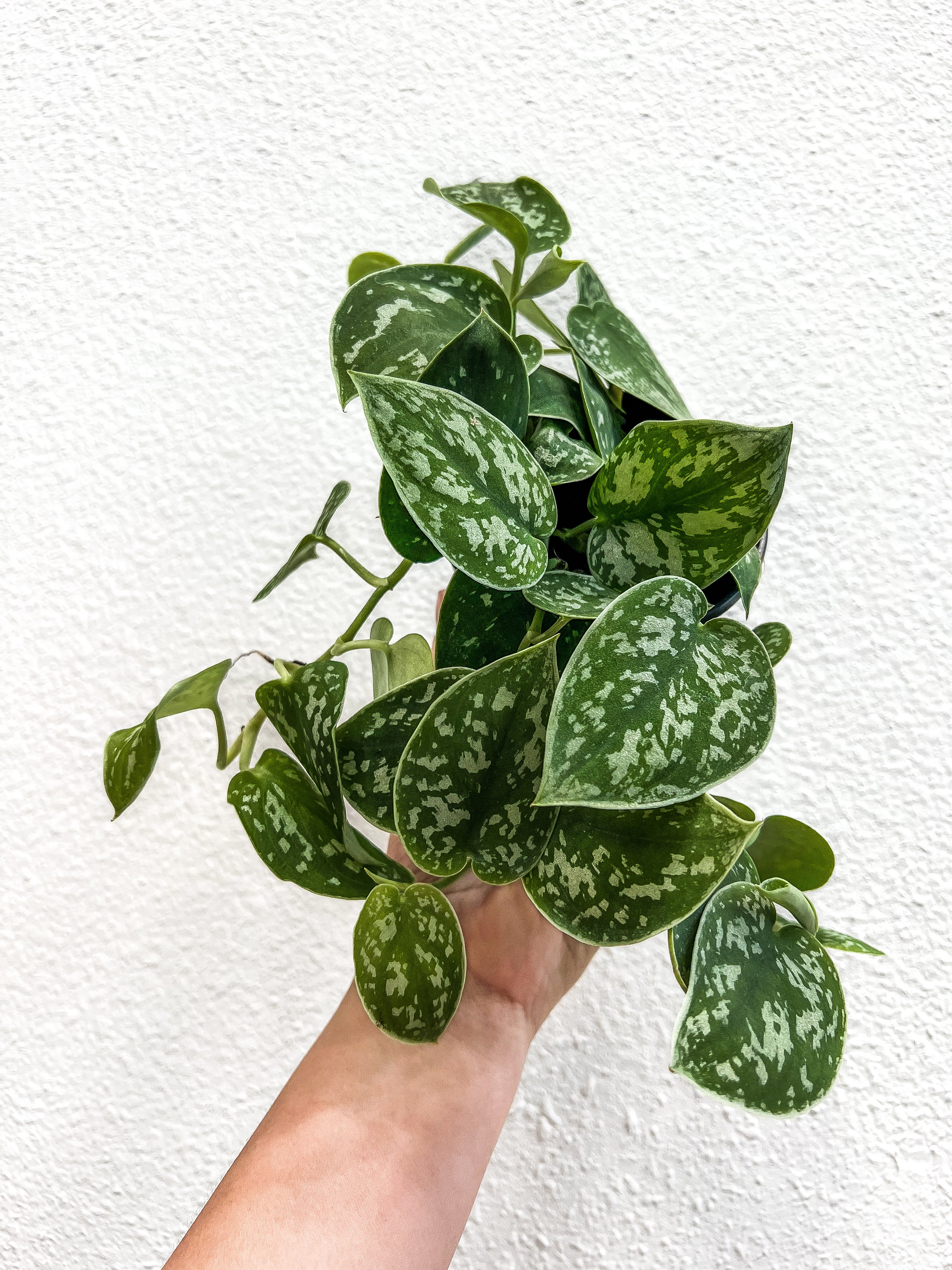 silvery ann philodendron Scindapsus Pictus 'Silvery Ann' Houseplant 11cm Pot