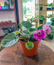 Load image into Gallery viewer, 4&quot;  African Violet “Sun Sizzle”
