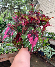 Load image into Gallery viewer, Begonia Rex “Harmony’s Big Bang”
