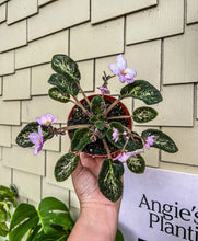 Load image into Gallery viewer, 4&quot;  African Violet &quot;Genetic Blush&quot;
