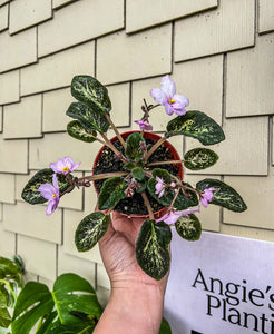 4"  African Violet "Genetic Blush"