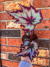 Load image into Gallery viewer, Begonia Rex “Harmony’s Witchy Women” 4” Rare find
