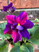 Load image into Gallery viewer, 4&quot;  African Violet “VAT Real Life”
