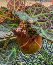 Load image into Gallery viewer, 4” Begonia rajah
