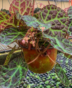 4” Begonia rajah