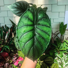 Load image into Gallery viewer, 4&quot; Alocasia Dragon Scale
