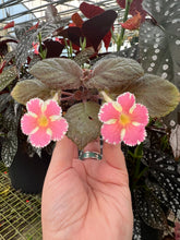Load image into Gallery viewer, 2” Episcia Star of Bethlehem
