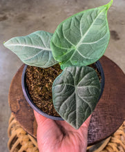 Load image into Gallery viewer, 4&quot; Alocasia Maharani, Grey Dragon, Jewel
