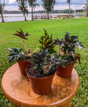 Load image into Gallery viewer, 4" Begonia Rex “Unique”
