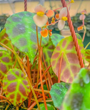 Load image into Gallery viewer, 4” Begonia kingiana
