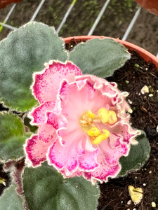 4"  African Violet “Le Rimma”