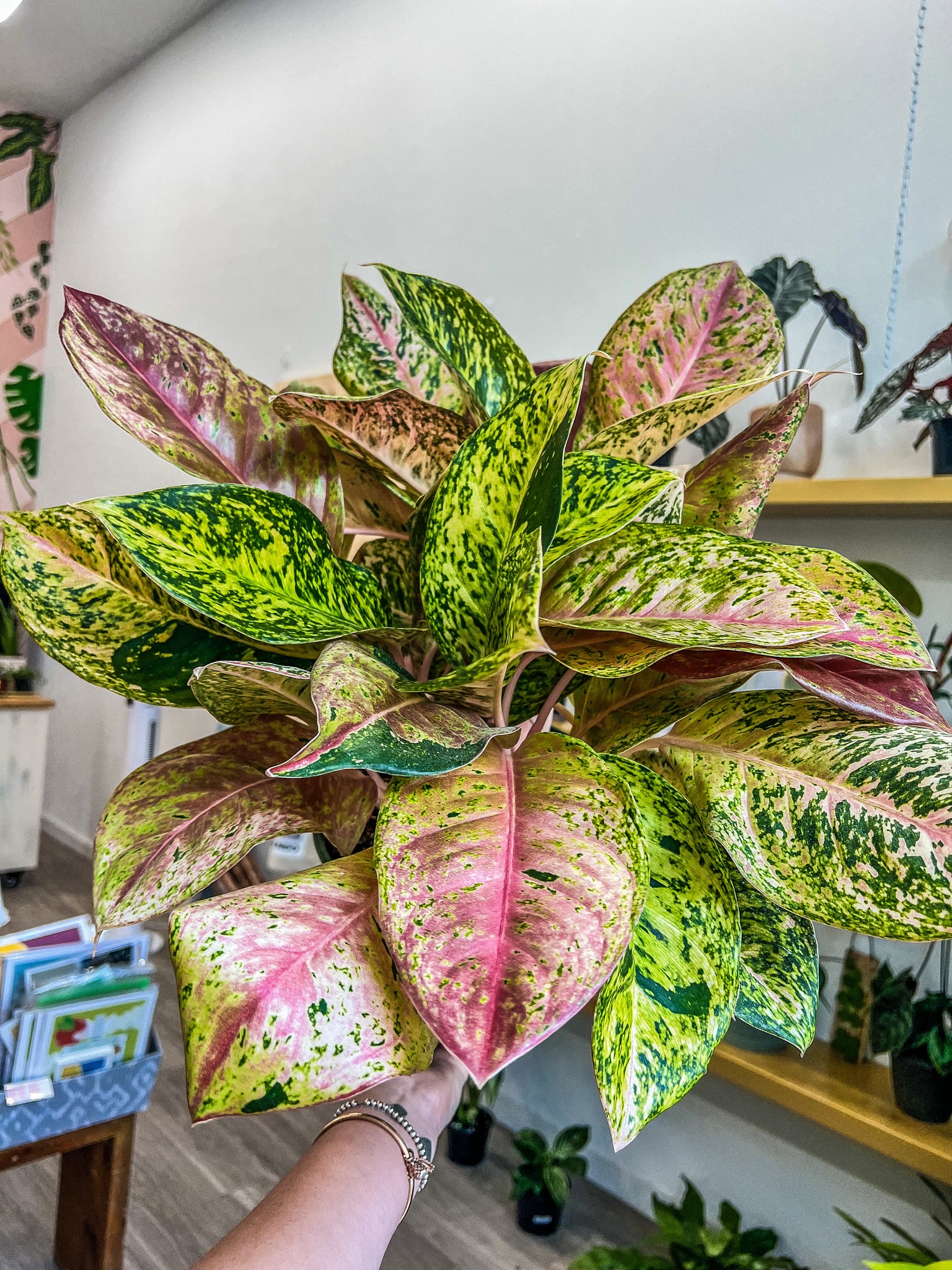 aglaonema bicolor Aglaonema Bidadari 8" – Angie's Planties