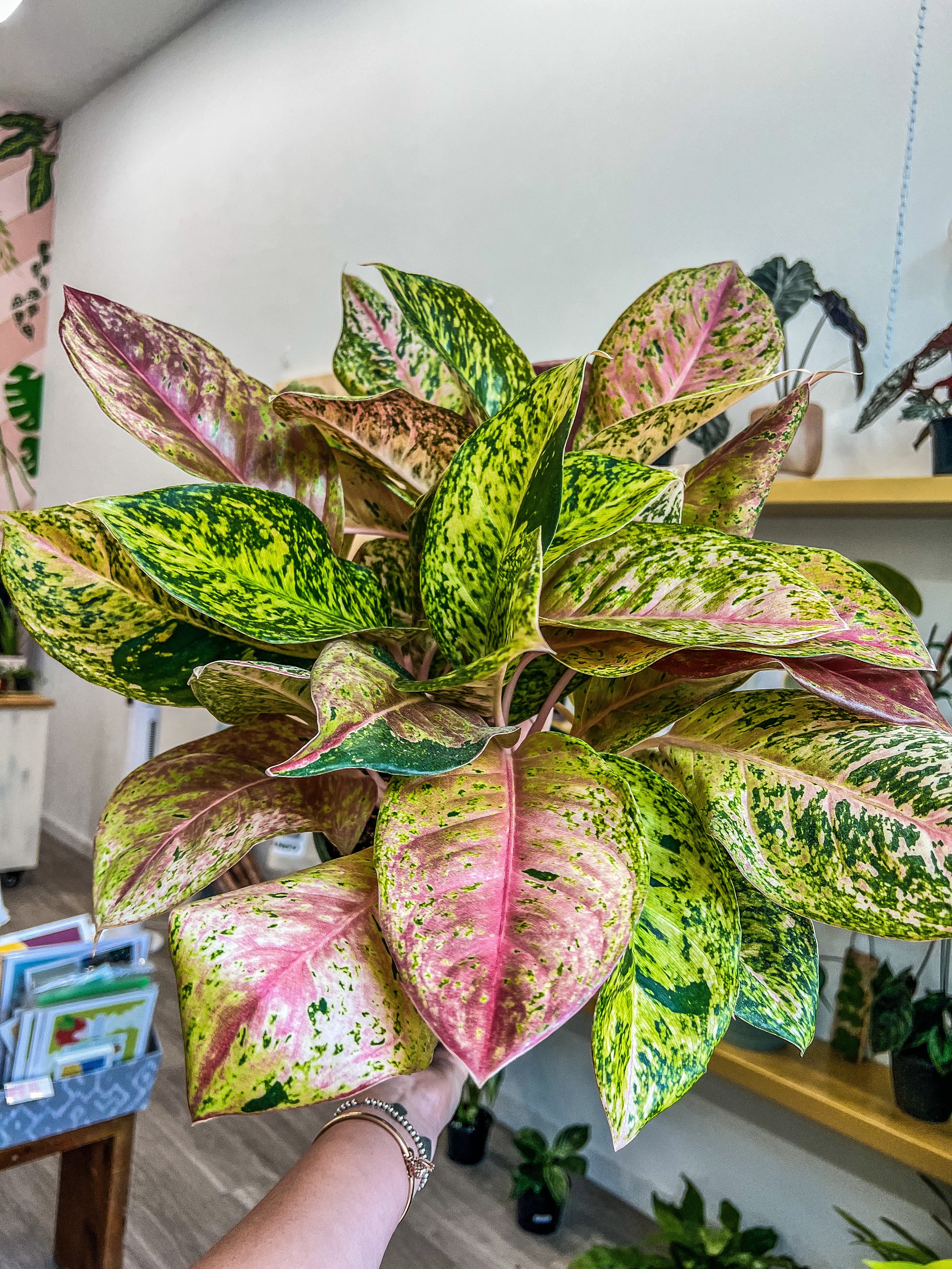 aglaonema bidadari pink Aglaonema Bidadari 8"