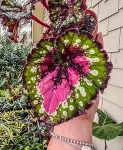 4" Begonia Rex “Harmony’s St Nick”