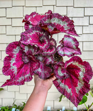 Load image into Gallery viewer, 4” Begonia Rex “Harmony’s Cupid”
