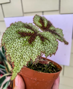 4" tricolor Begonia