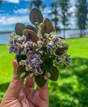 Load image into Gallery viewer, Mini African Violet “Honey Blue Ace“
