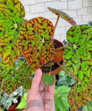 Load image into Gallery viewer, 4” Hot Spot Begonia Rex
