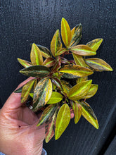 Load image into Gallery viewer, 2&quot; Peperomia Harmony’s High Voltage
