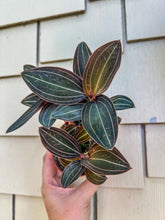 Load image into Gallery viewer, Ludisa Discolor “Jewel Orchid”
