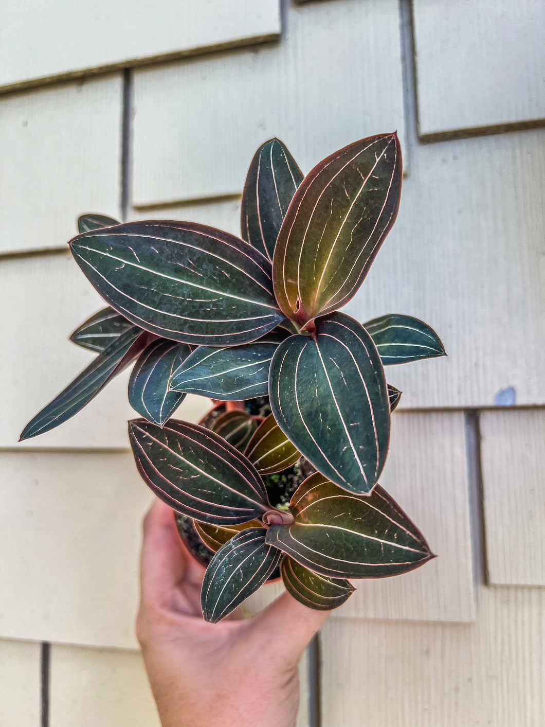 Ludisa Discolor “Jewel Orchid”