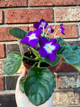 Load image into Gallery viewer, 4&quot;  African Violet “Sugar Plum Dream”
