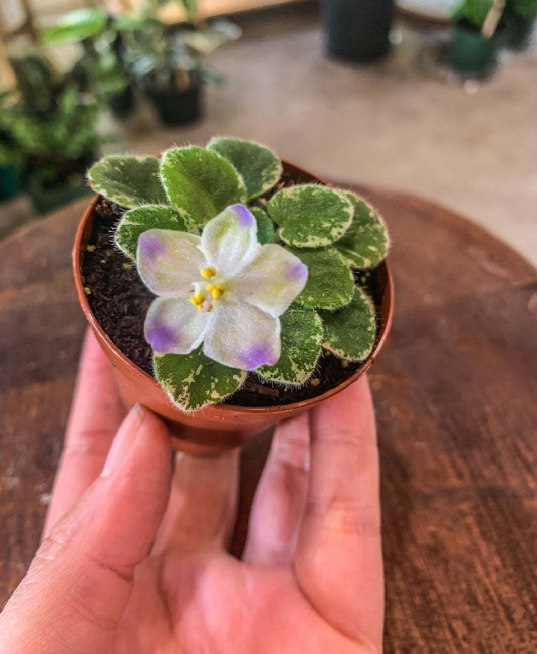 Mini African Violet “Shirl’s Hawaiian Lei“