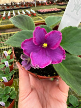 Load image into Gallery viewer, 4&quot;  African Violet &quot;Sunset Kiss&quot;
