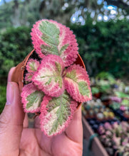 Load image into Gallery viewer, 2” Episcia Pink Dreams
