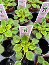 Load image into Gallery viewer, Mini African Violet “Plumbery Glow“
