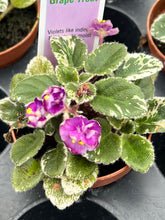 Load image into Gallery viewer, Mini African Violet “Grape Treat“
