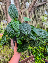 Load image into Gallery viewer, 6&quot; Monstera Peru
