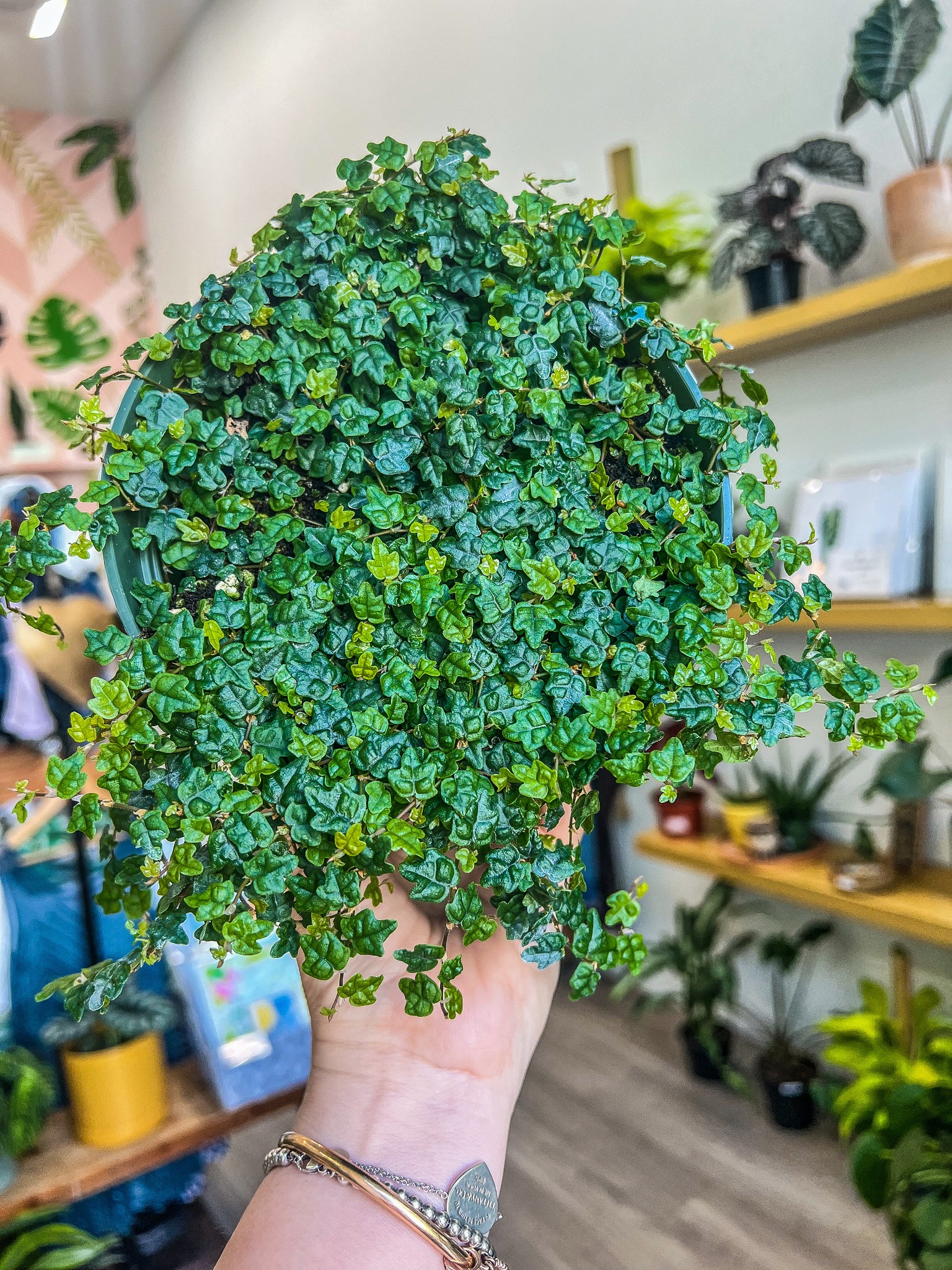 string of frogs succulent Ficus pumila 'Quercifolia', String of Frogs – Angie's Planties