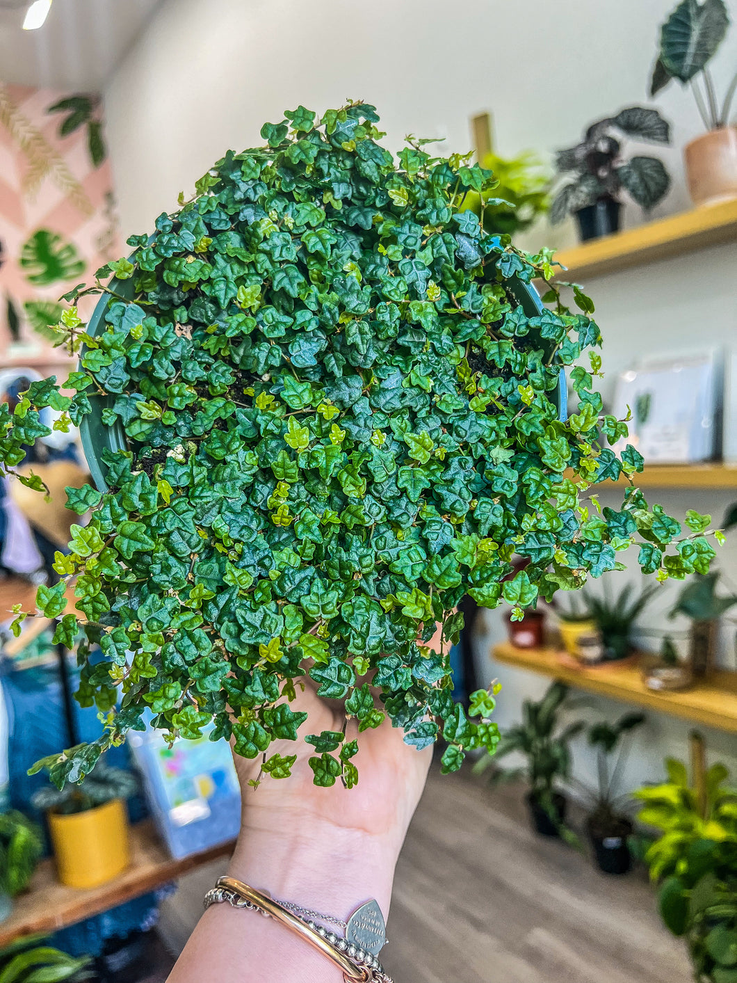 ficus pumila indoor plant Ficus pumila 'Quercifolia', String of Frogs – Angie's Planties