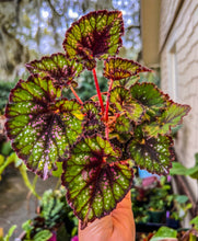 Load image into Gallery viewer, 4&quot; Begonia Rex “ Harmony’s Christmas Cheer”
