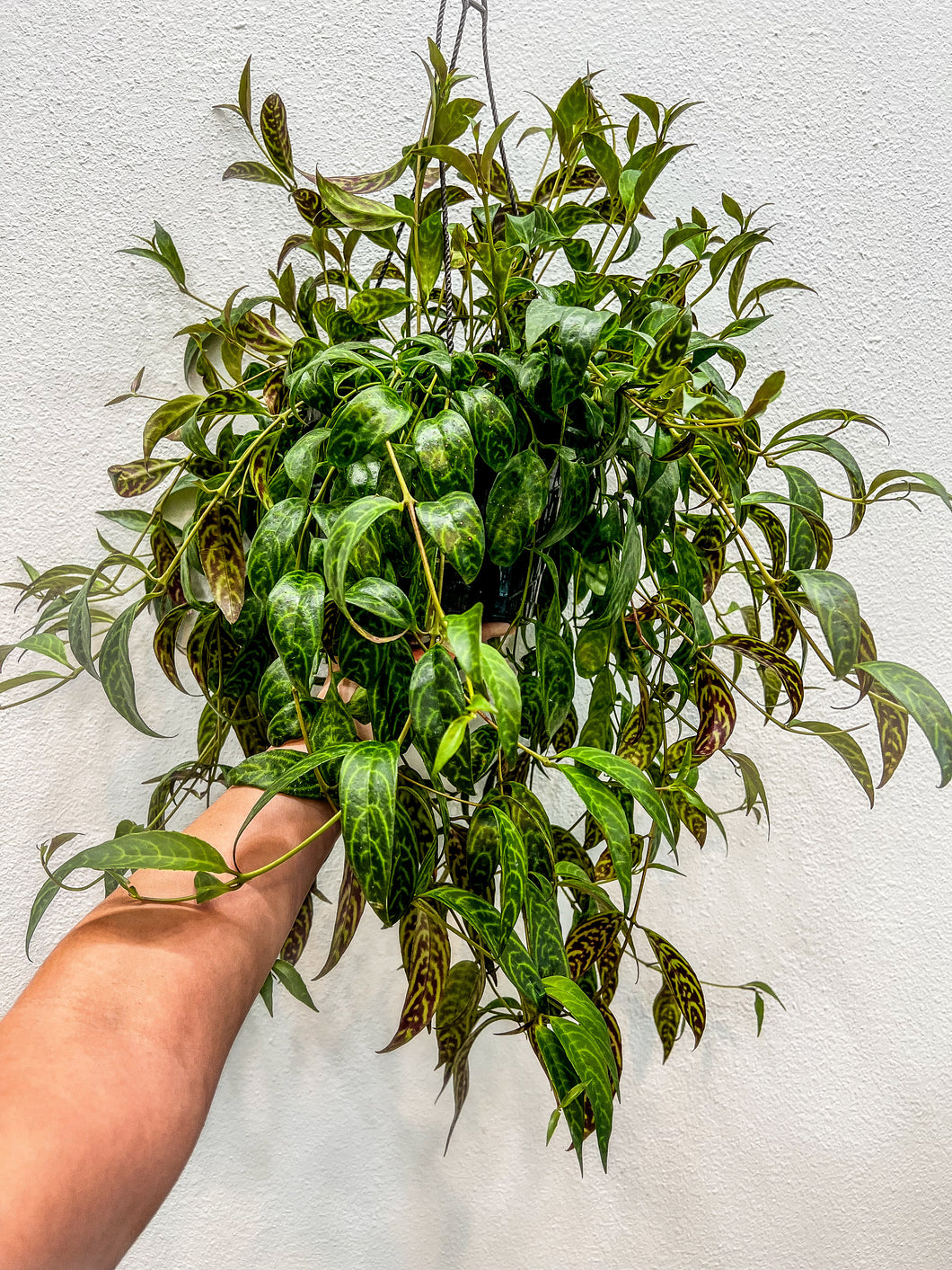 Black Pagoda Lipstick Plant Full Hanging Baskets trailing