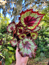 Load image into Gallery viewer, 4" Begonia Rex “Harmony’s Heart’s Desired”
