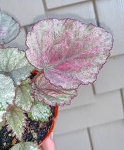 Load image into Gallery viewer, 4&quot; Begonia Rex “ Harmony’s Pink Satin”

