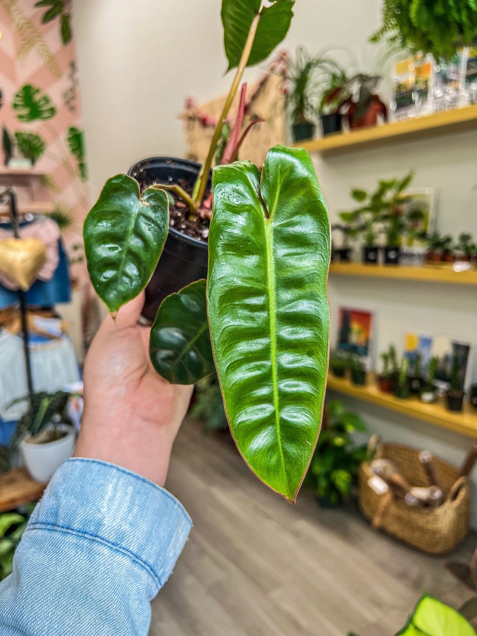 philodendron billietiae baby philodendron billietiae – Angie's Planties