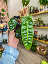 Load image into Gallery viewer, philodendron billietiae
