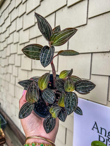 4” Ludisa Discolor “Jewel Orchid”