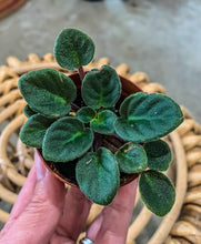 Load image into Gallery viewer, Mini African Violet “Jolly Joy“
