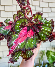 Load image into Gallery viewer, 6" Begonia Rex Harmony’s Tongue Twister
