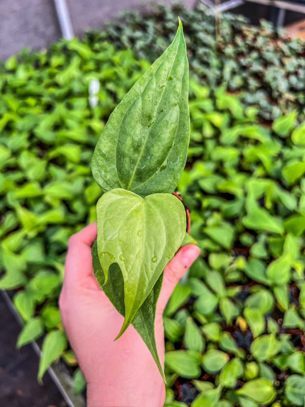 Anthurium pedatoradiatum 2