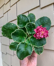 Load image into Gallery viewer, 4&quot;  African Violet “SM Chic Poppy”
