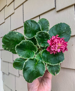 4"  African Violet “SM Chic Poppy”